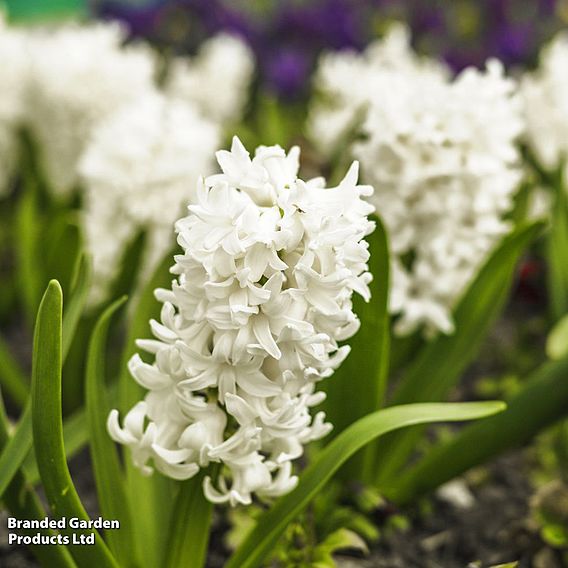 Hyacinth 'White Pearl' - Gift