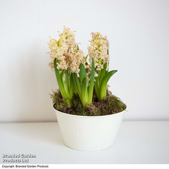 Hyacinth 'White Pearl' - Gift