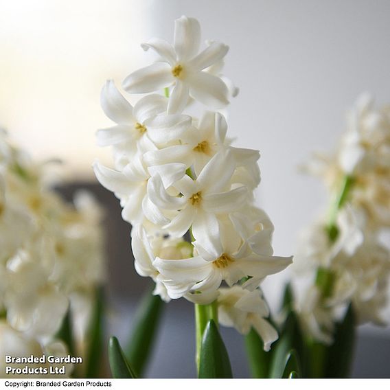 Hyacinth 'White Pearl' - Gift