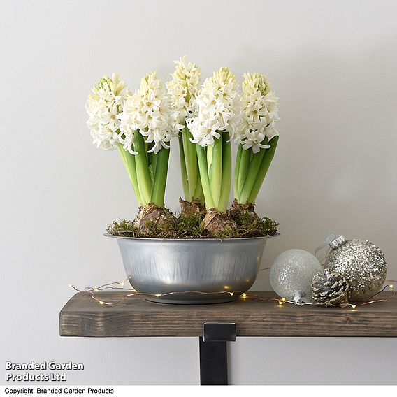 Hyacinth Bowl - Gift