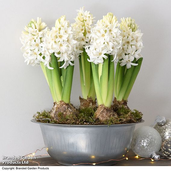 Hyacinth Bowl - Gift