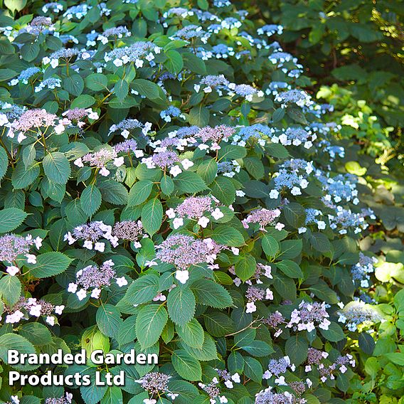 Hydrangea serrata 'Magic Seduction Annie's Blue'