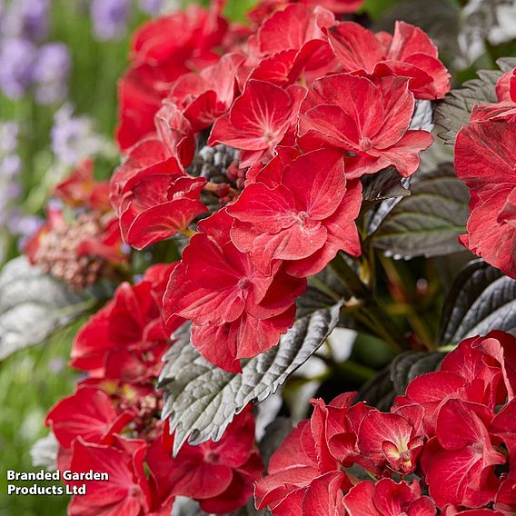 Hydrangea macrophylla x serrata 'After Midnight'