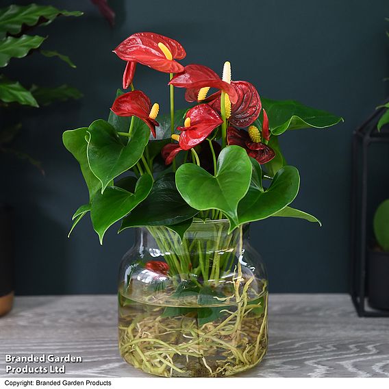 Anthurium Aqua - Gift