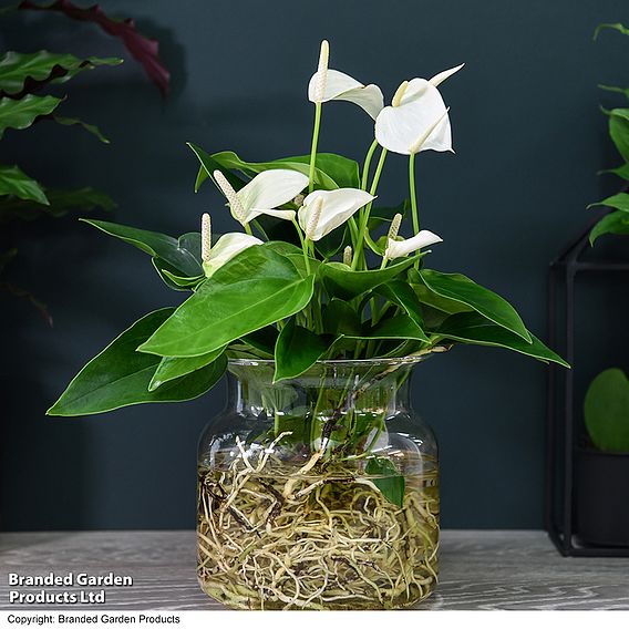 Anthurium Aqua - Gift