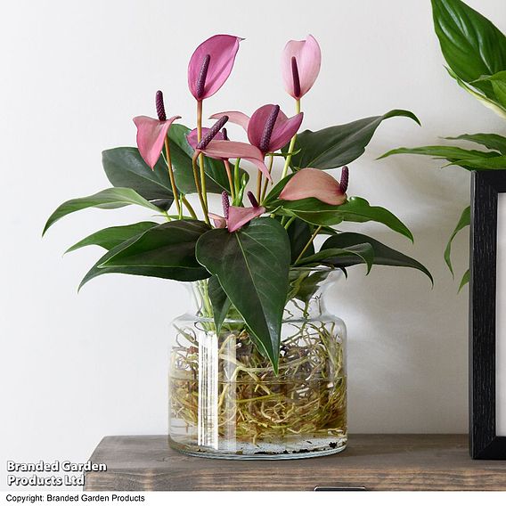 Anthurium Aqua - Gift