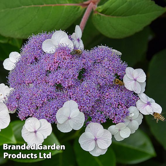 Hydrangea aspera 'Macrophylla'