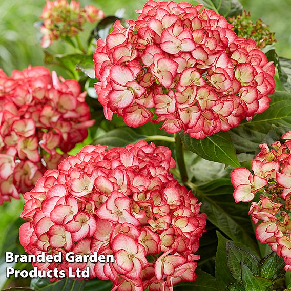 Hydrangea macrophylla 'Boskoop Beauty'