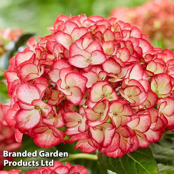 Hydrangea macrophylla 'Boskoop Beauty'