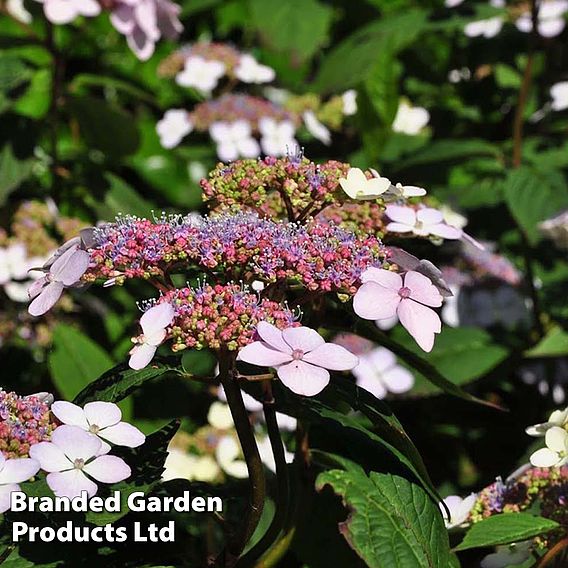 Hydrangea serrata 'Bluebird'