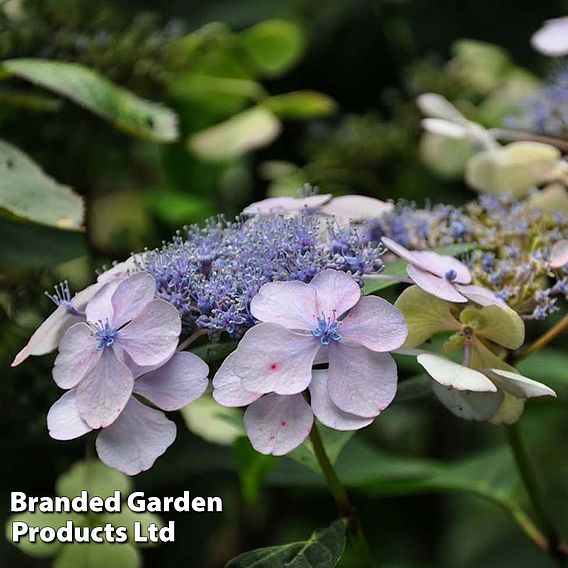 Hydrangea serrata 'Bluebird'