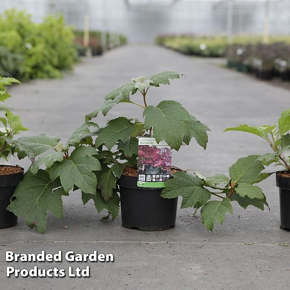 Hydrangea quercifolia 'Burgundy'