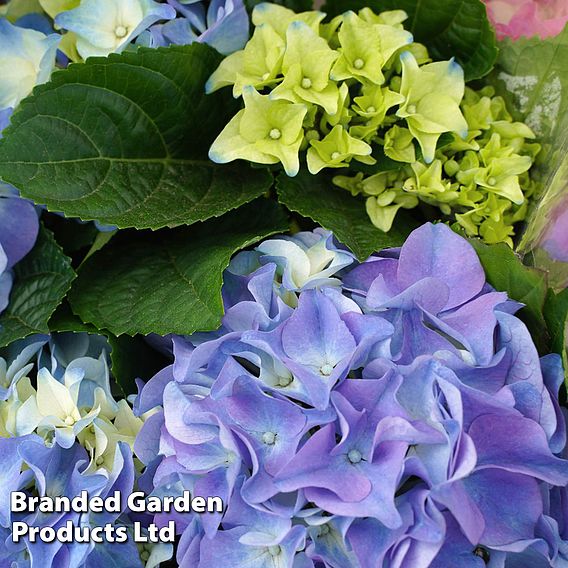 Hydrangea macrophylla 'Early Blue'