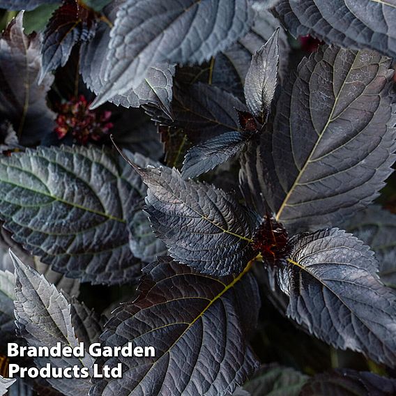 Hydrangea macrophylla First Editions® 'Eclipse'