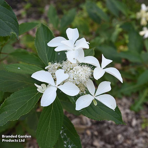 Hydrangea paniculata 'Great Star'