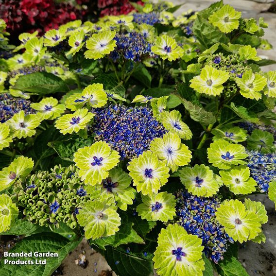 Hydrangea 'Teller Green Dream Blue'