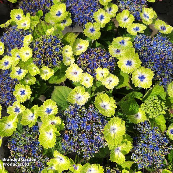 Hydrangea 'Teller Green Dream Blue'