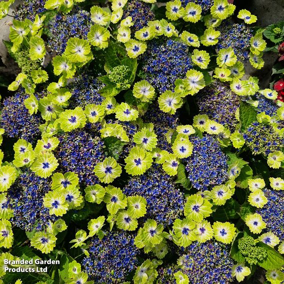 Hydrangea 'Teller Green Dream Blue'