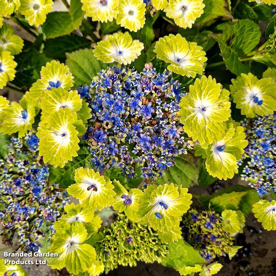 Hydrangea 'Teller Green Dream Blue'