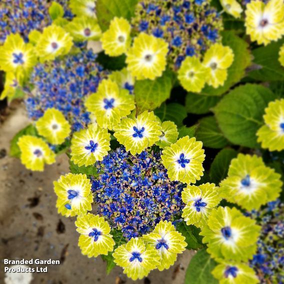 Hydrangea 'Teller Green Dream Blue'