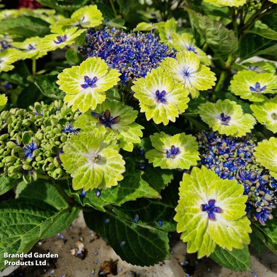 Hydrangea 'Teller Green Dream Blue'