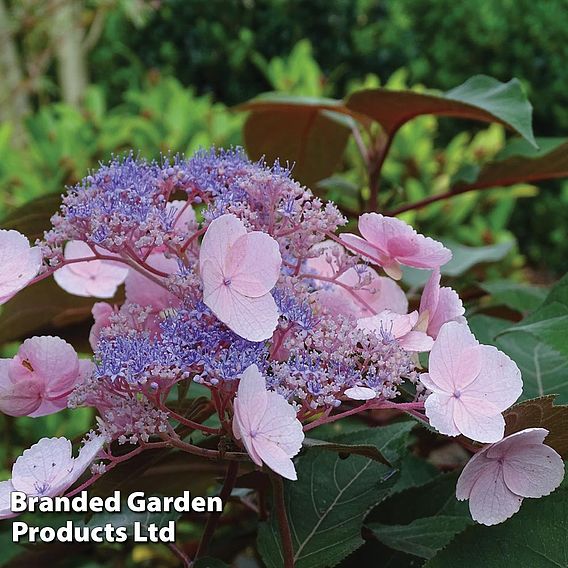 Hydrangea aspera 'Hot Chocolate'