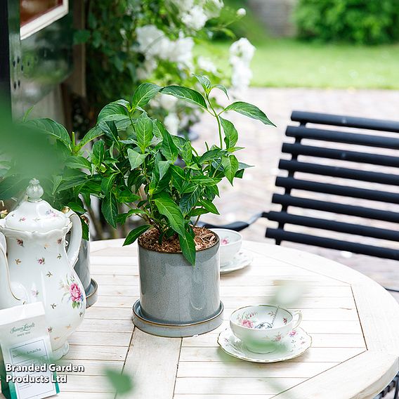 Hydrangea serrata 'Hydrantea'