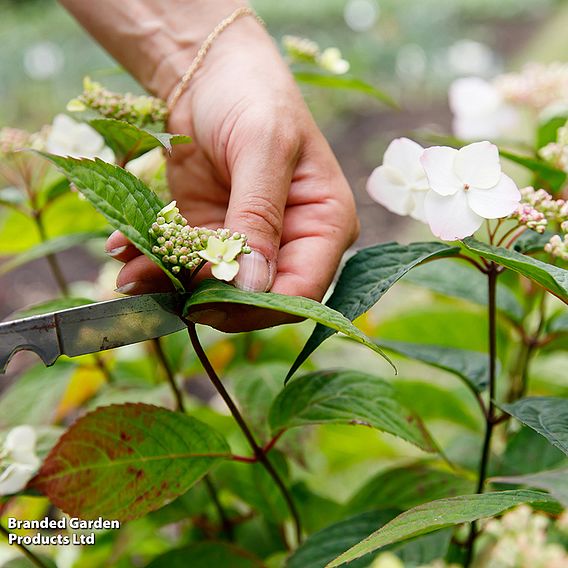 Hydrangea serrata 'Hydrantea'