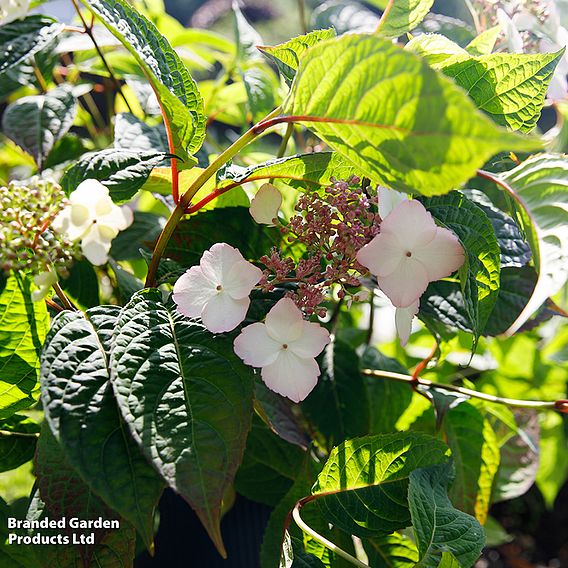 Hydrangea serrata 'Hydrantea'