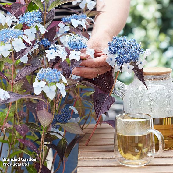 Hydrangea serrata 'Hydrantea'