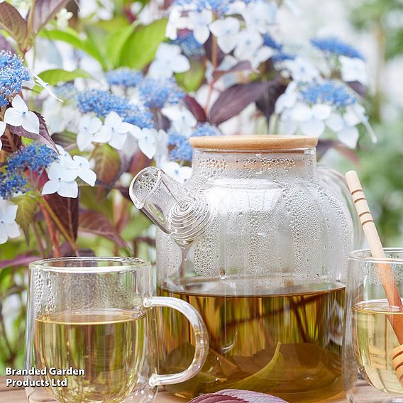 Hydrangea serrata 'Hydrantea'