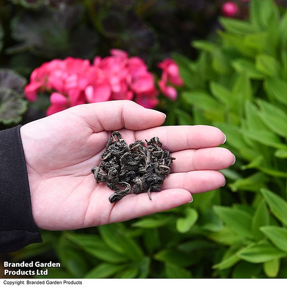 Hydrangea serrata 'Hydrantea'