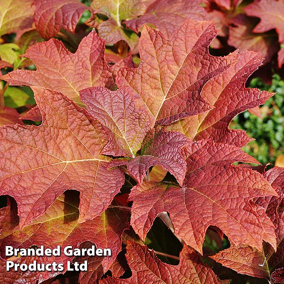 Hydrangea quercifolia 'Jetstream'