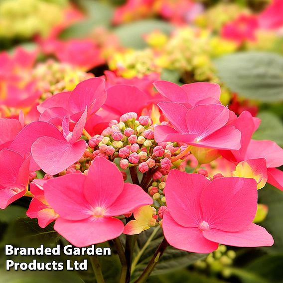 Hydrangea macrophylla 'Kardinal' (Teller Red)