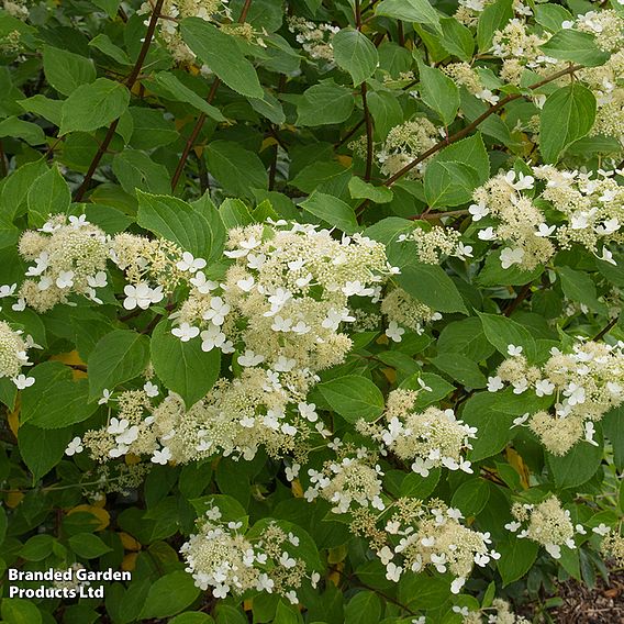 Hydrangea paniculata 'Kyushu'