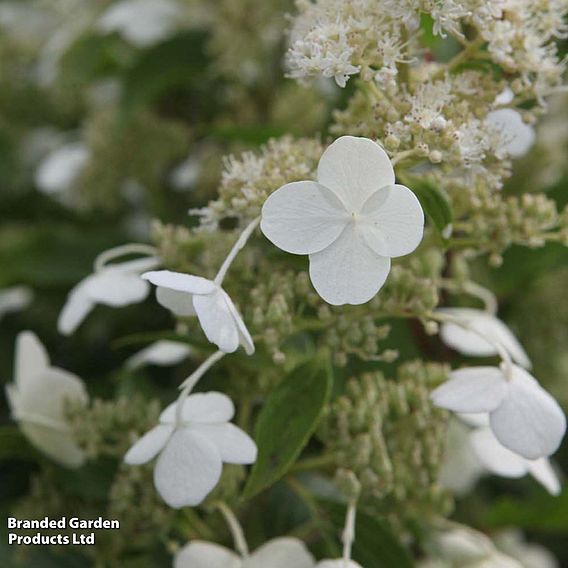 Hydrangea paniculata 'Kyushu'