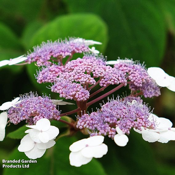 Hydrangea aspera 'Macrophylla'