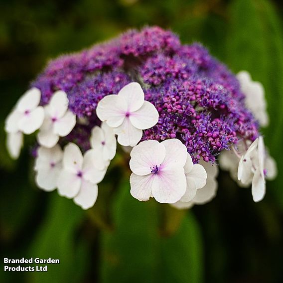 Hydrangea aspera 'Macrophylla'