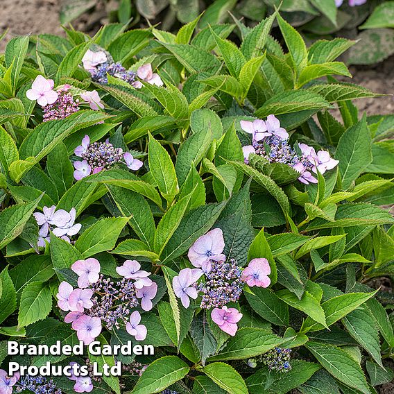 Hydrangea serrata 'Magic Pillow'