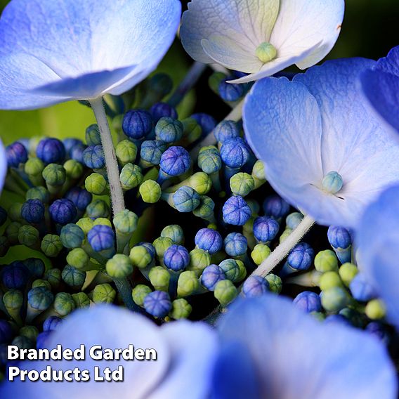 Hydrangea macrophylla 'Nizza'