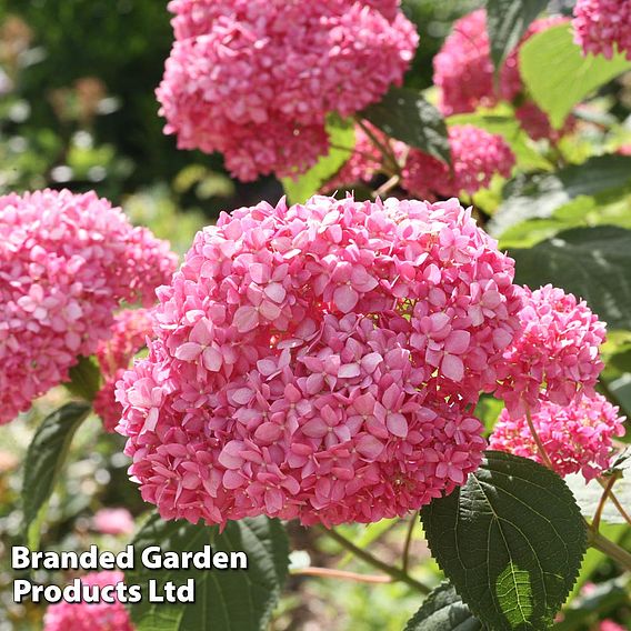 Hydrangea arborescens 'Pink Annabelle'