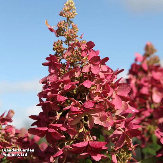 Hydrangea paniculata 'Pinky Winky'