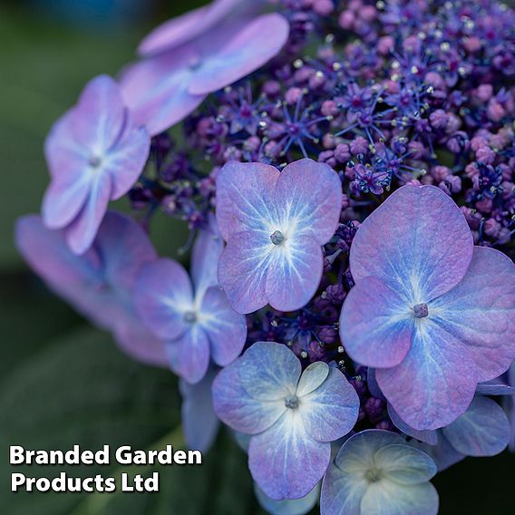 Hydrangea 'Endless Summer POP STAR' | Suttons