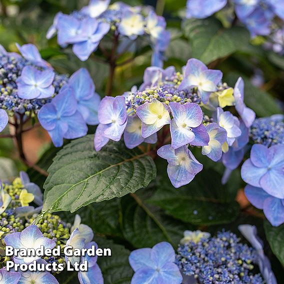 Hydrangea 'Endless Summer POP STAR'