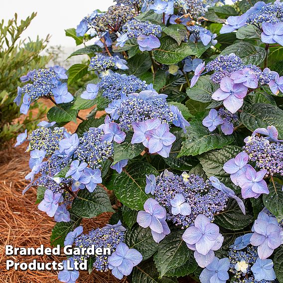 Hydrangea 'Endless Summer POP STAR'