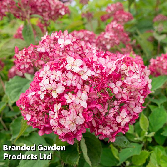 Hydrangea arborescens 'Ruby Annabelle'