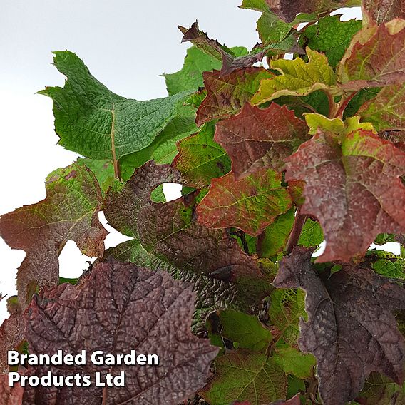 Hydrangea quercifolia 'Ruby Slippers'