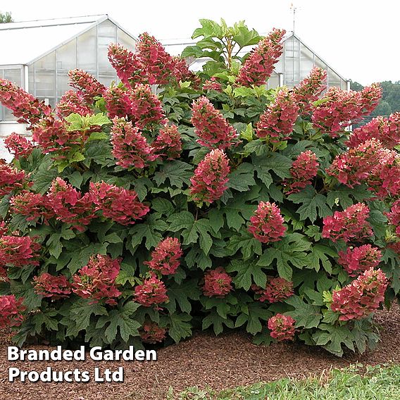 Hydrangea quercifolia 'Ruby Slippers'