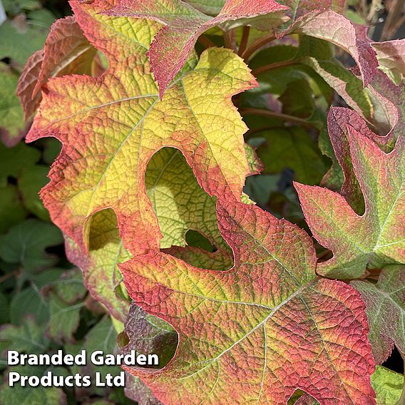 Hydrangea quercifolia 'Ruby Slippers'