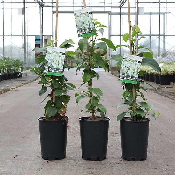 Hydrangea anomala petiolaris 'Semiola'